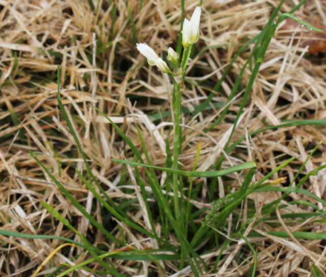 Grass-like leavespng
